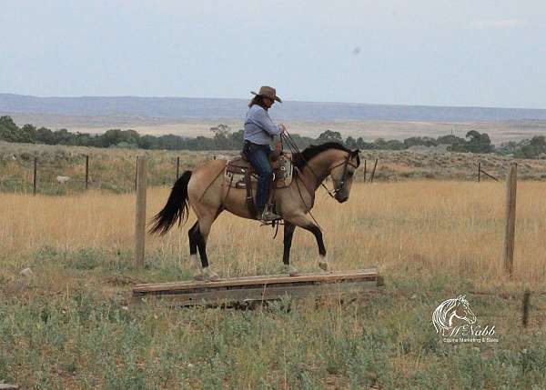 athletic-quarter-horse