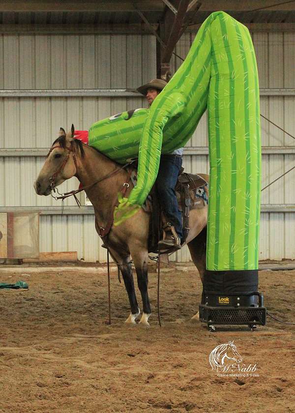 calf-roping-quarter-horse