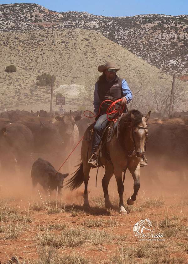 husband-safe-quarter-horse