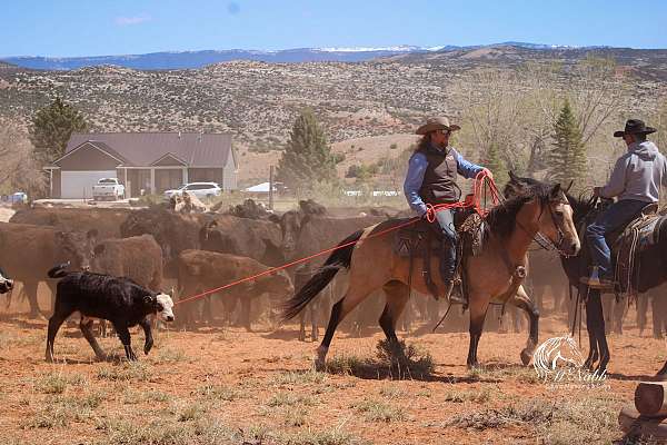 ranch-versatility-quarter-horse