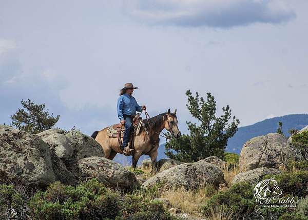 trail-riding-quarter-horse