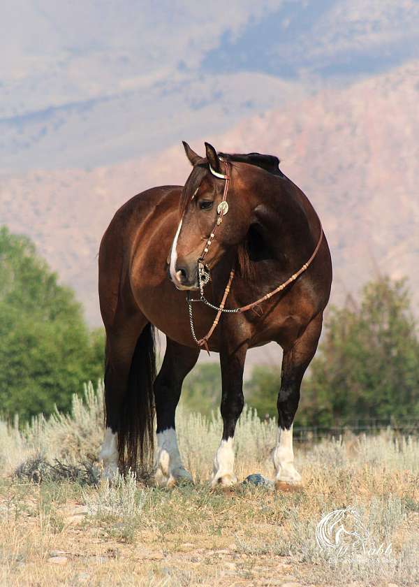 athletic-draft-horse