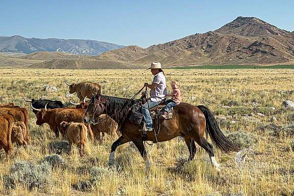 beginner-draft-horse