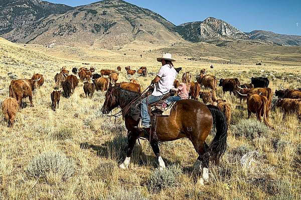 companion-draft-horse