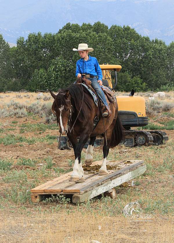 flashy-draft-horse