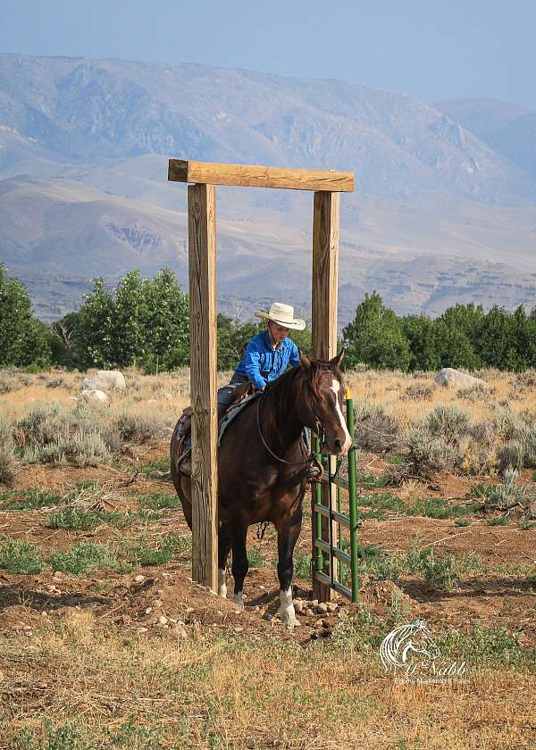 husband-safe-draft-horse