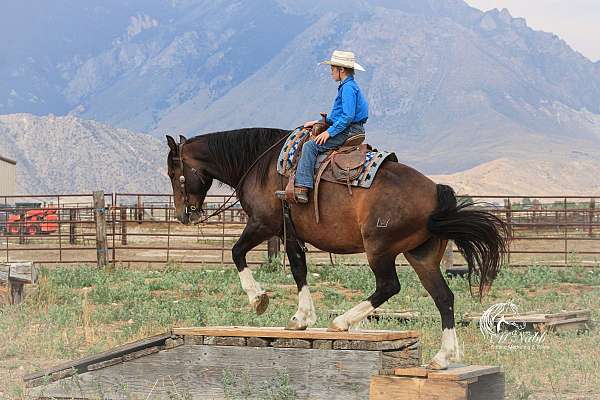 kid-safe-draft-horse