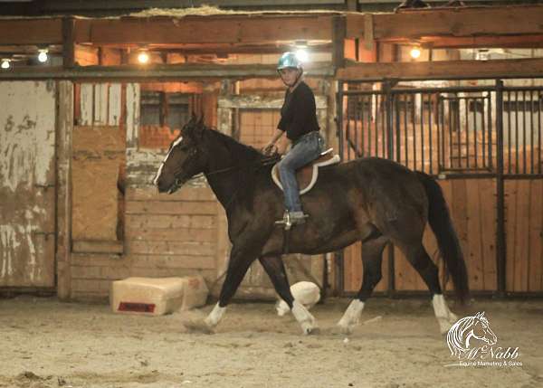 ranch-versatility-draft-horse