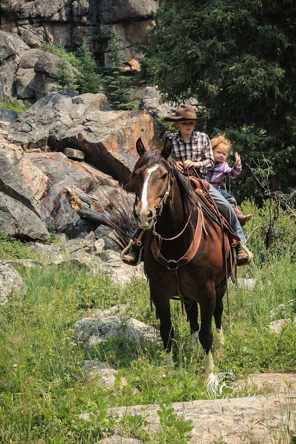 ridden-english-draft-horse