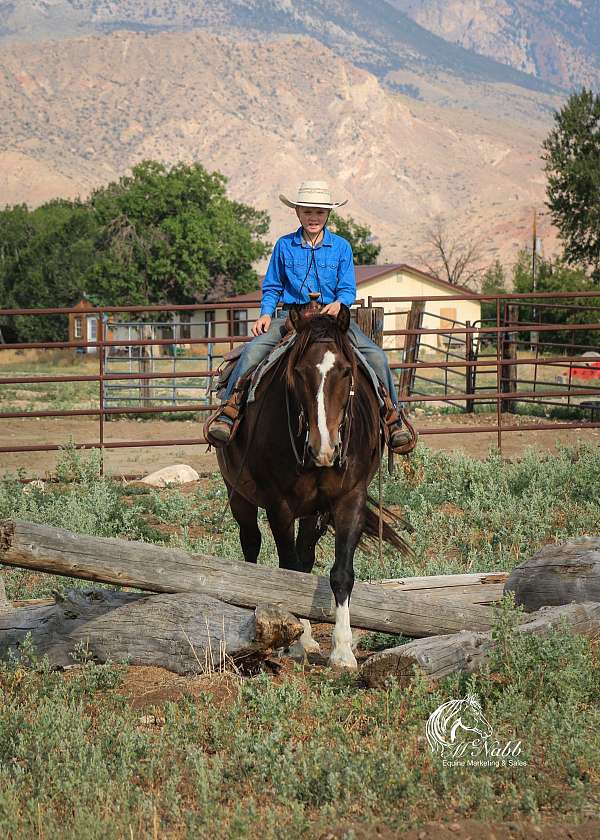 ridden-western-draft-horse