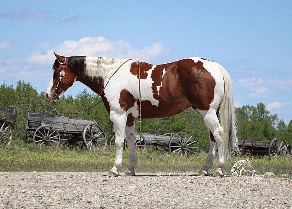 husband-safe-paint-horse