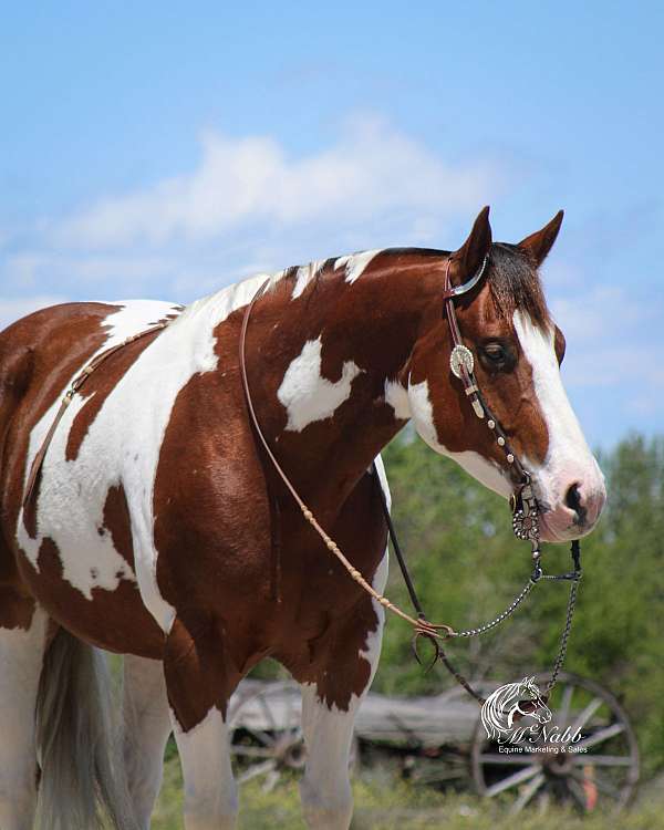 kid-safe-paint-horse