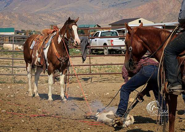 ridden-western-paint-horse