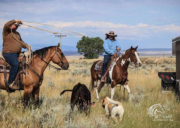 roping-paint-horse