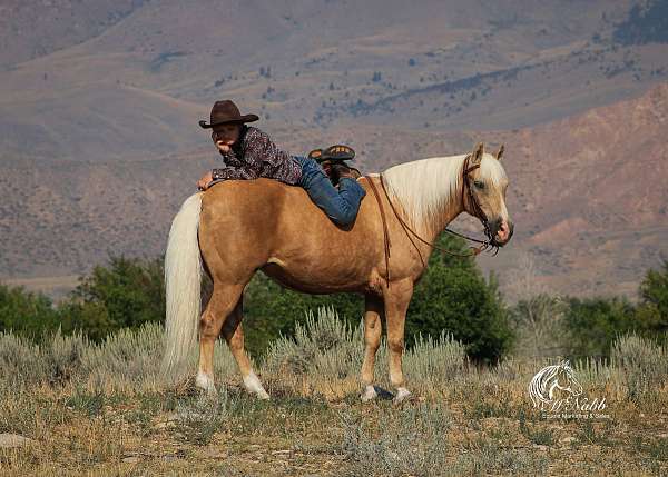 trail-quarter-pony