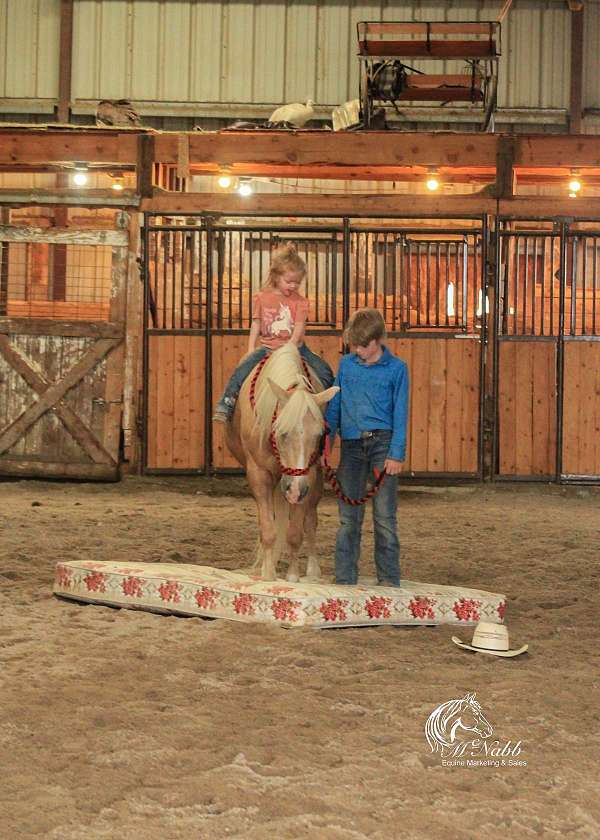 trail-riding-quarter-pony