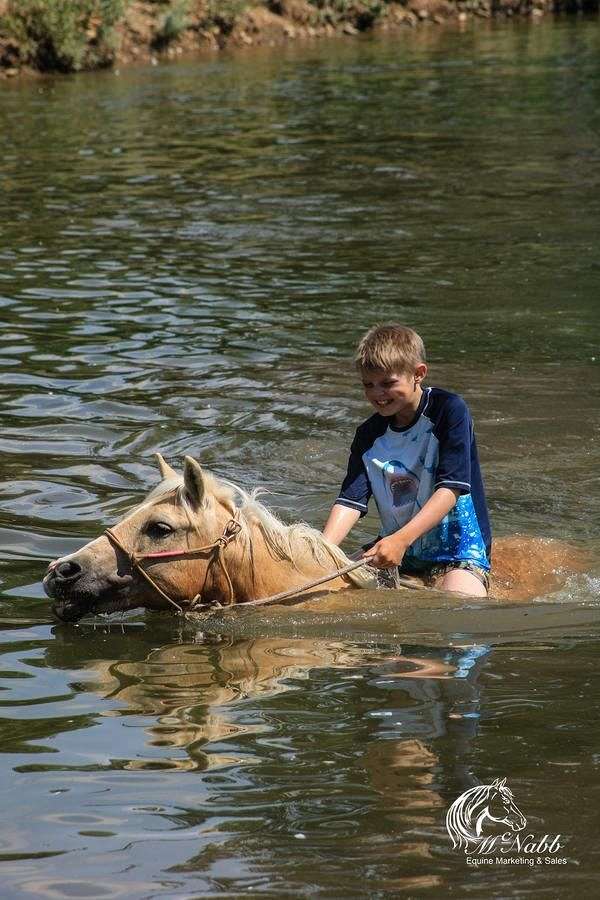 western-riding-quarter-pony