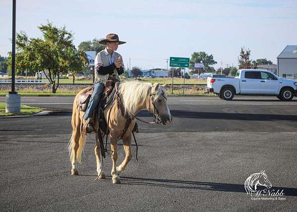 working-cattle-quarter-pony