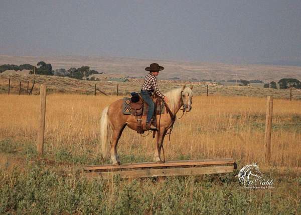 palomino-quarter-pony-mare