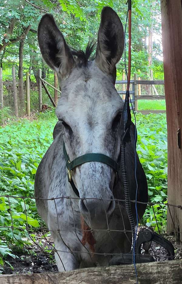 donkey-gelding