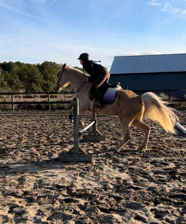 cross-country-tennessee-walking-horse