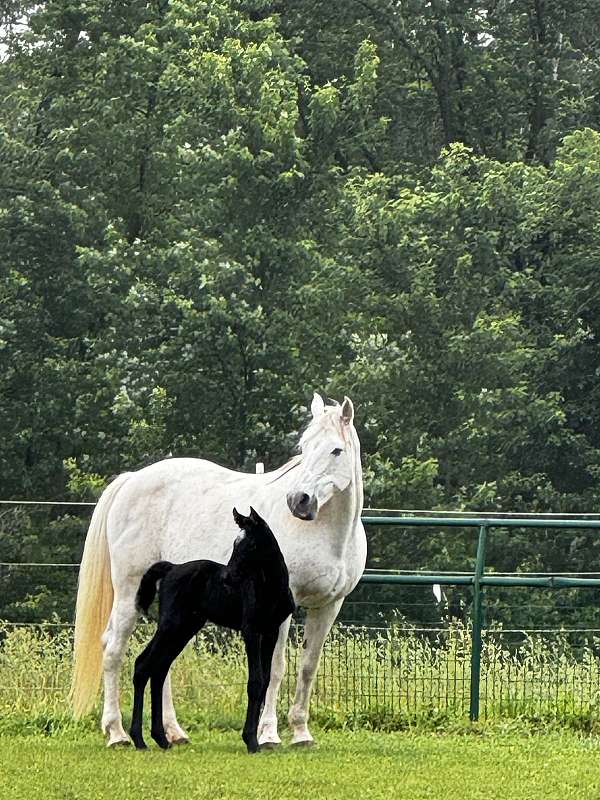 tennessee-walking-colt