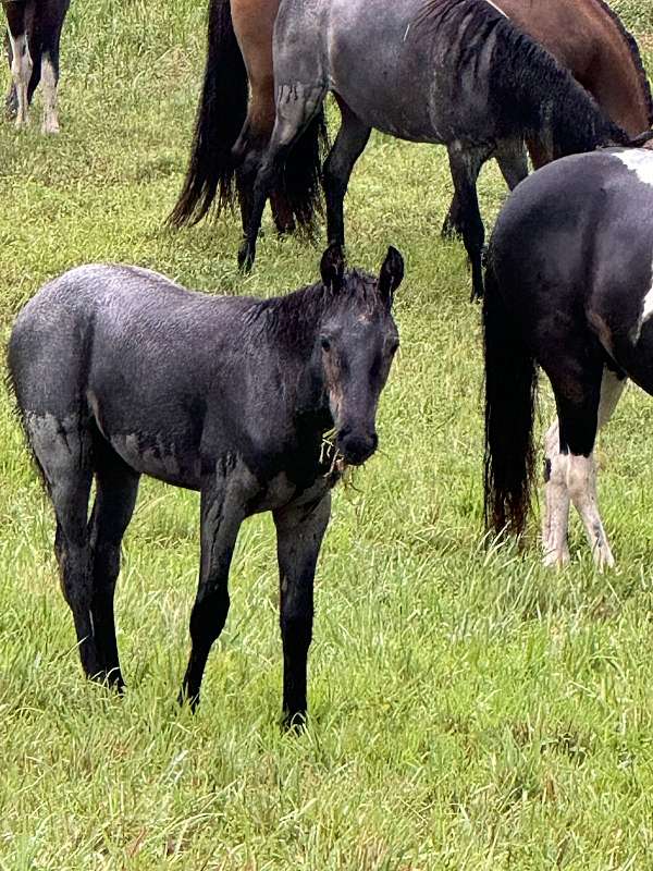 roan-colt-foal-for-sale