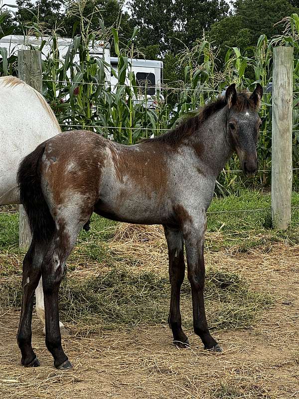 roan-colt-foal