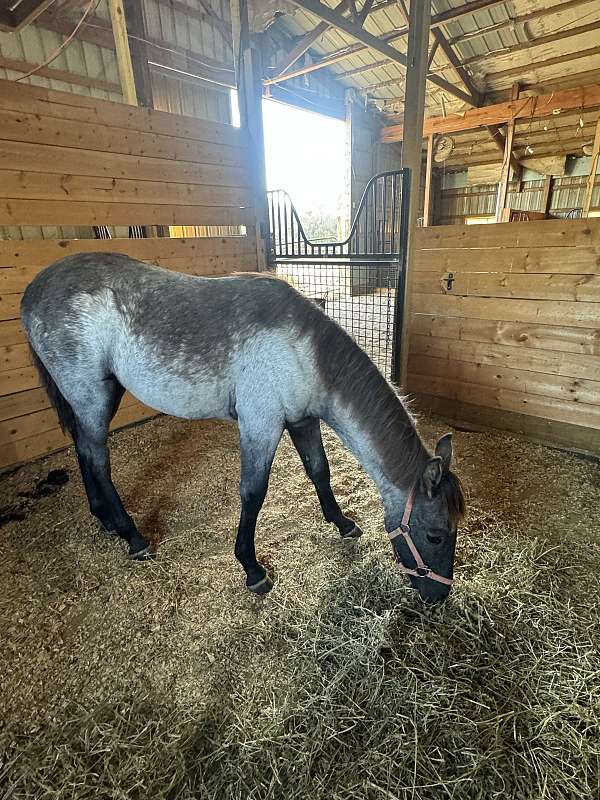 registered-twh-colt