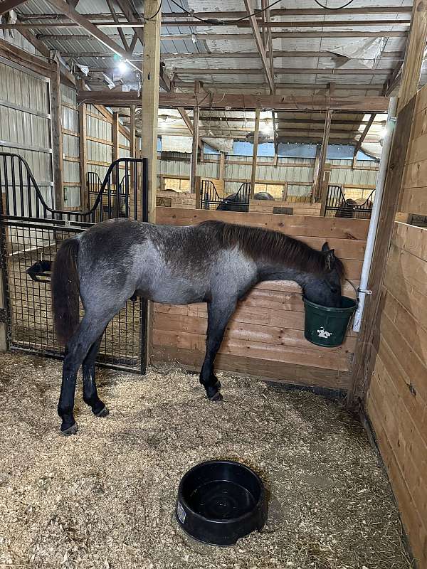 registered-twh-colt