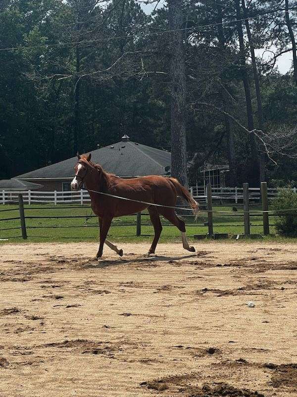 chestnut-thoroughbred-gelding