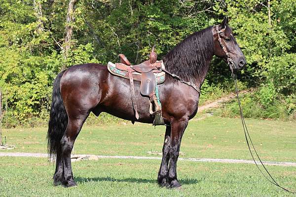 vaquero-friesian-horse