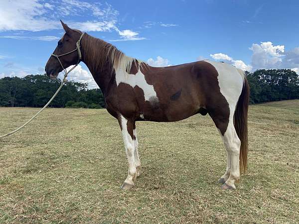 pacing-spotted-spotted-saddle-horse