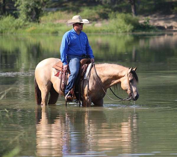 family-horse-quarter