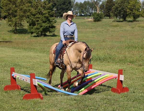 aqha-quarter-horse