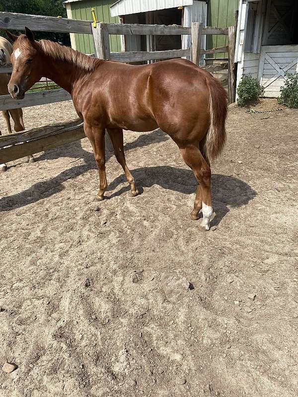 chestnut-quarter-horse-mare-foal