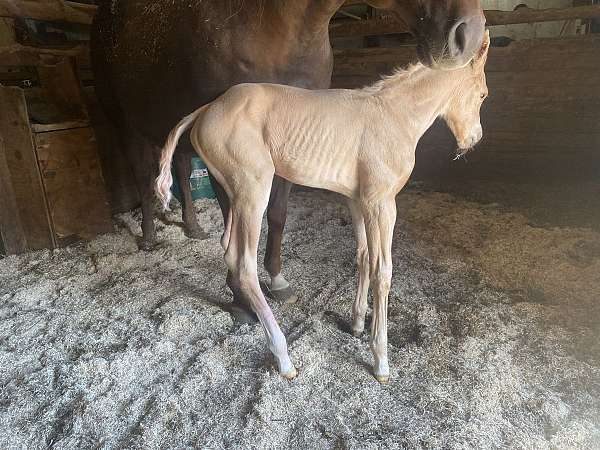 chestnut-aqha-mare-foal