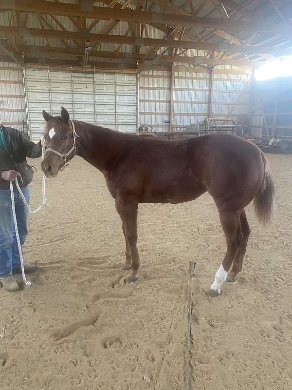 breeding-quarter-horse