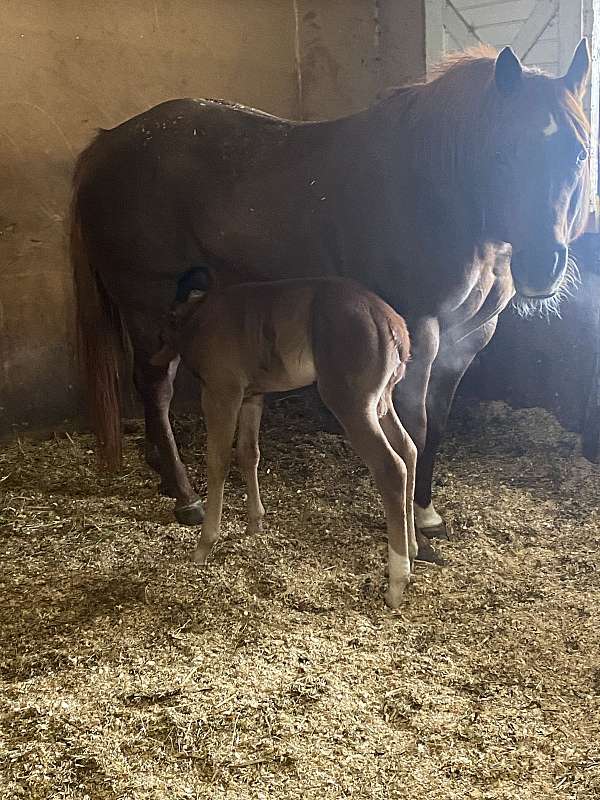 halter-quarter-horse