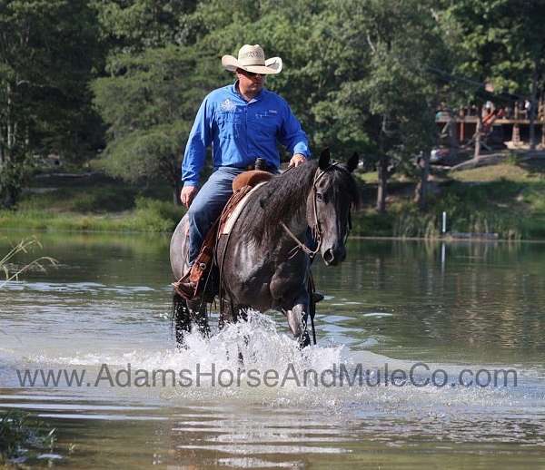 heel-quarter-horse