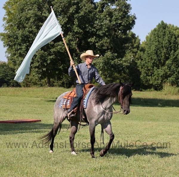 blue-roan-quarter-horse