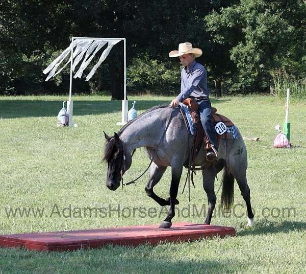 roping-quarter-horse