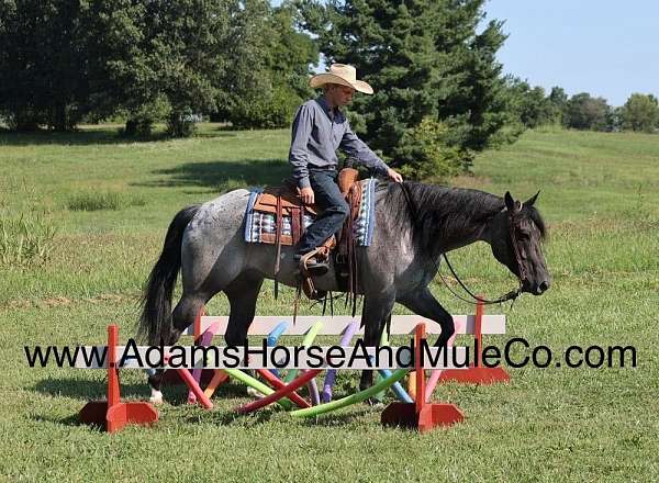 aqha-quarter-horse