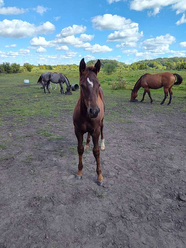 chestnut-overo-sock-horse