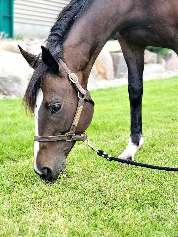 barrel-racing-quarter-horse