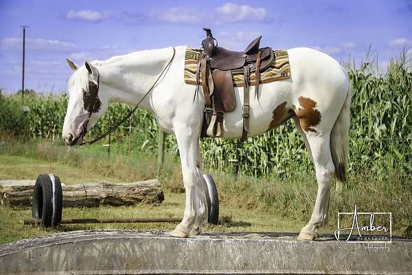 trained-working-percheron-horse