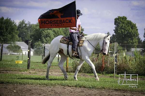 trained-working-horse