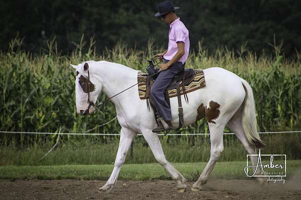 percheron-filly-mare