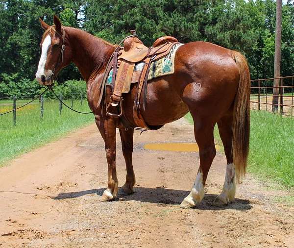 draft-gelding