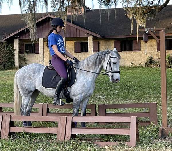 andalusian-horse